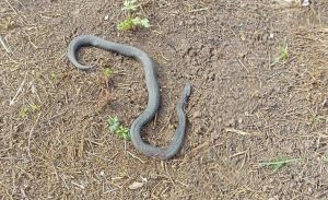 Осторожно: в Татарстане на людей начали нападать голодные змеи