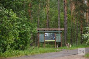 Лесные питомники Татарстана выполнили половину годового плана по посеву семян