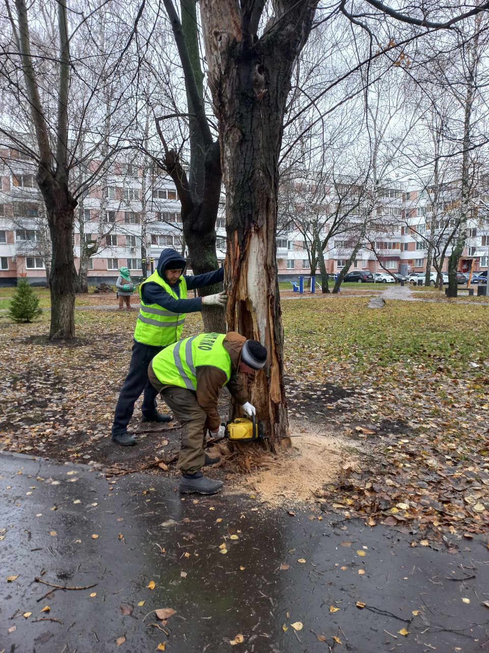 За этот год в Набережных Челнах вырубили около 4 тыс.  деревьев