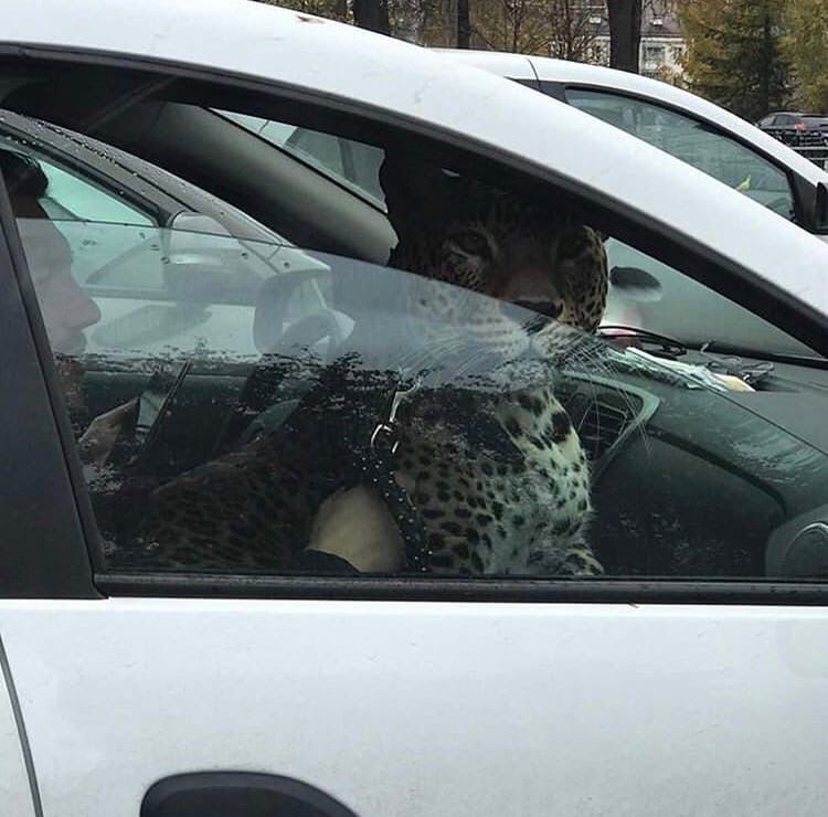 В&nbsp;соцсетях Казани появились фото леопарда на&nbsp;переднем пассажирском сидении