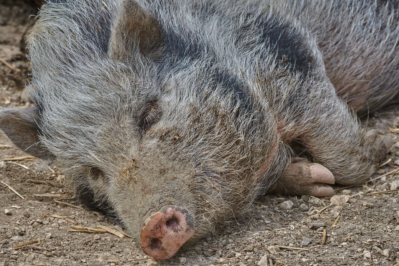 В Елабужском районе уничтожили еще около десятка свиней и тушек из-за африканской чумы