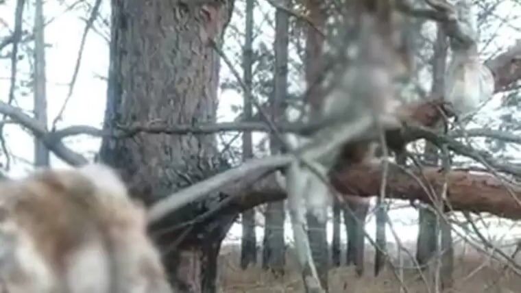 В Татарстане нашли убитых зайцев, повешенных на деревьях