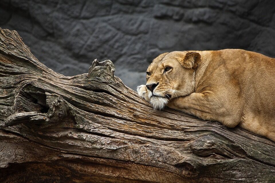 В Челнах активисты выяснили, куда дели львицу из зоопарка «Тулпар»