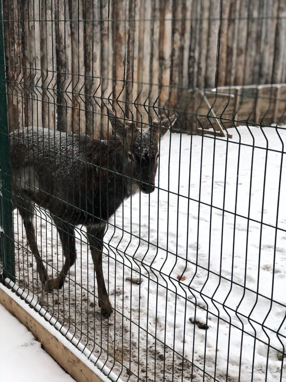 Набережные Челны остались без единственного зоопарка