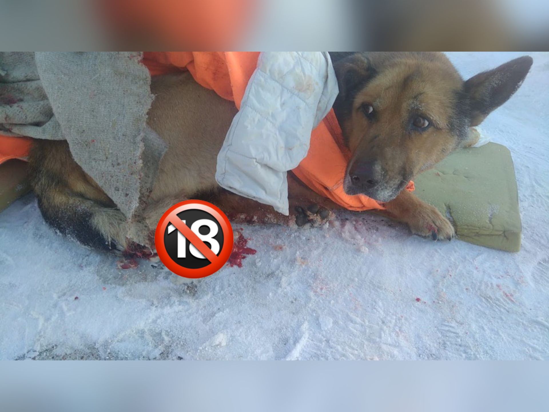 В&nbsp;Набережных Челнах волонтеры спасают собаку, попавшую под трамвай