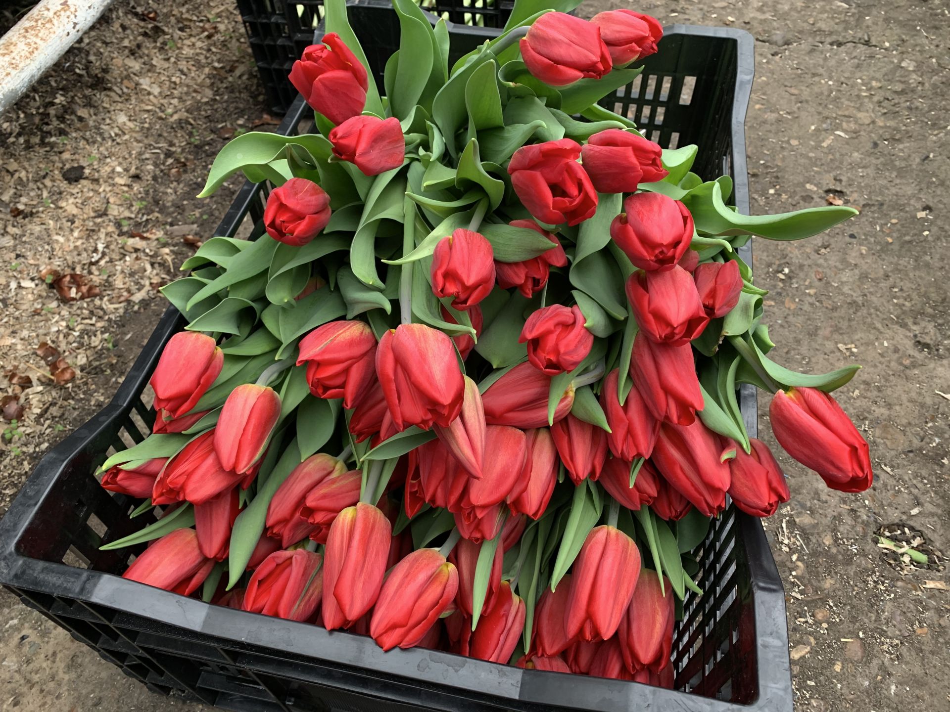 В&nbsp;Челнах 120 тысяч тюльпанов готовят к&nbsp;Международному женскому дню