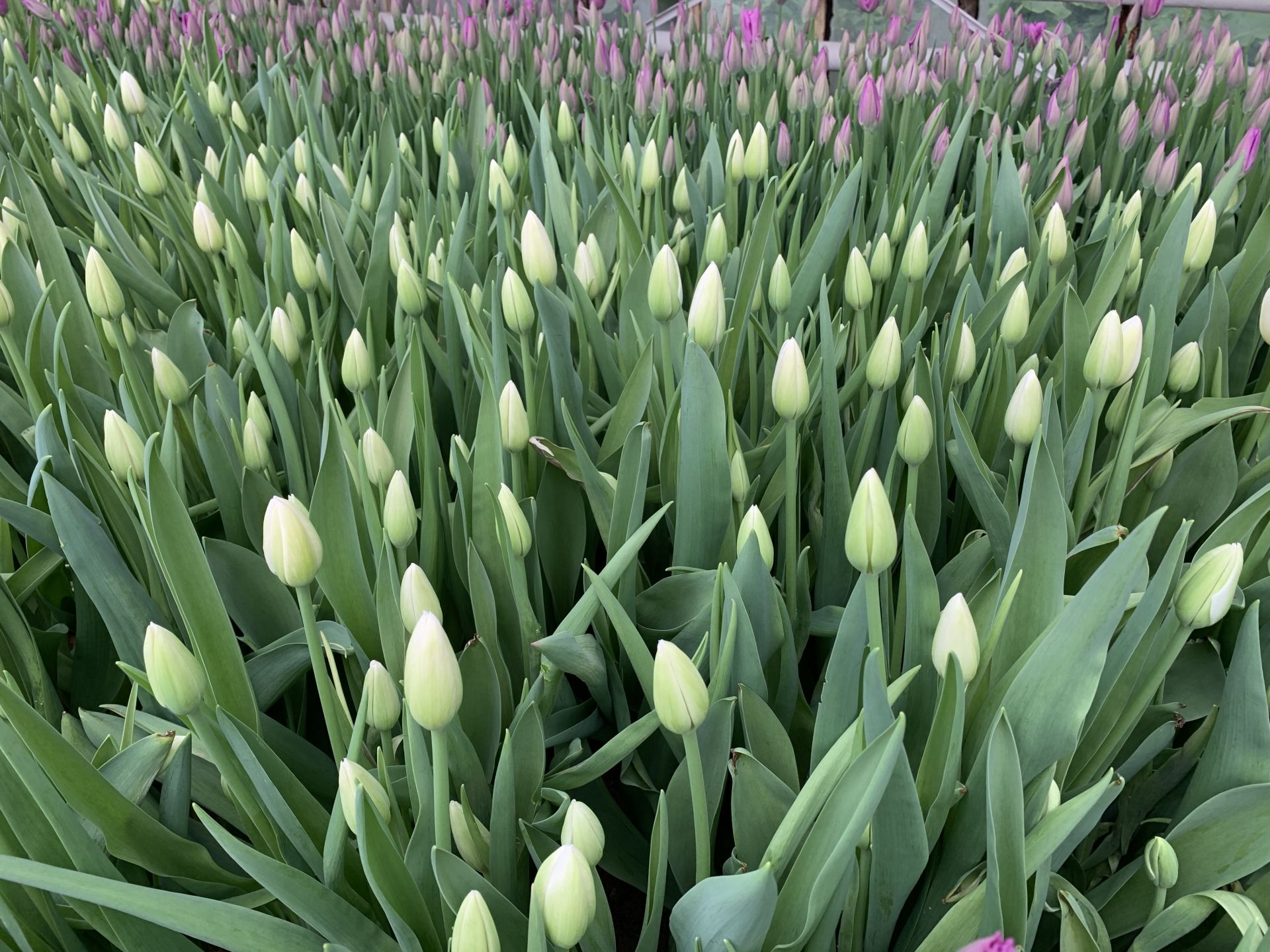 В&nbsp;Челнах 120 тысяч тюльпанов готовят к&nbsp;Международному женскому дню