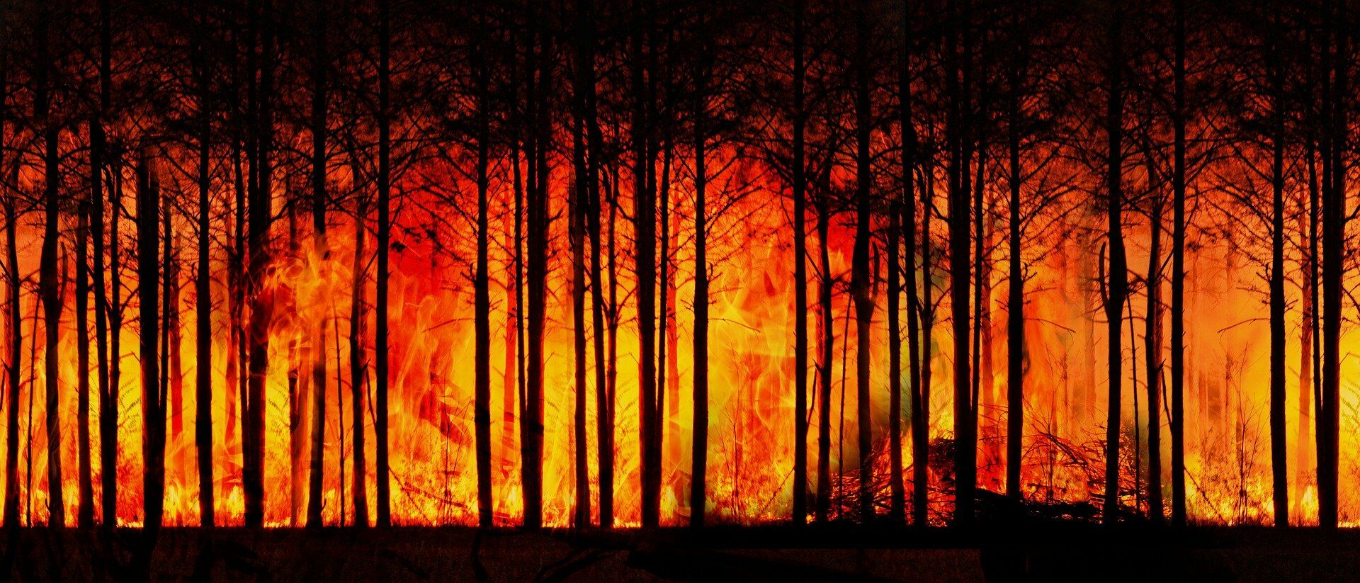 Лесные хозяйства&nbsp;РТ получили лесопожарную технику