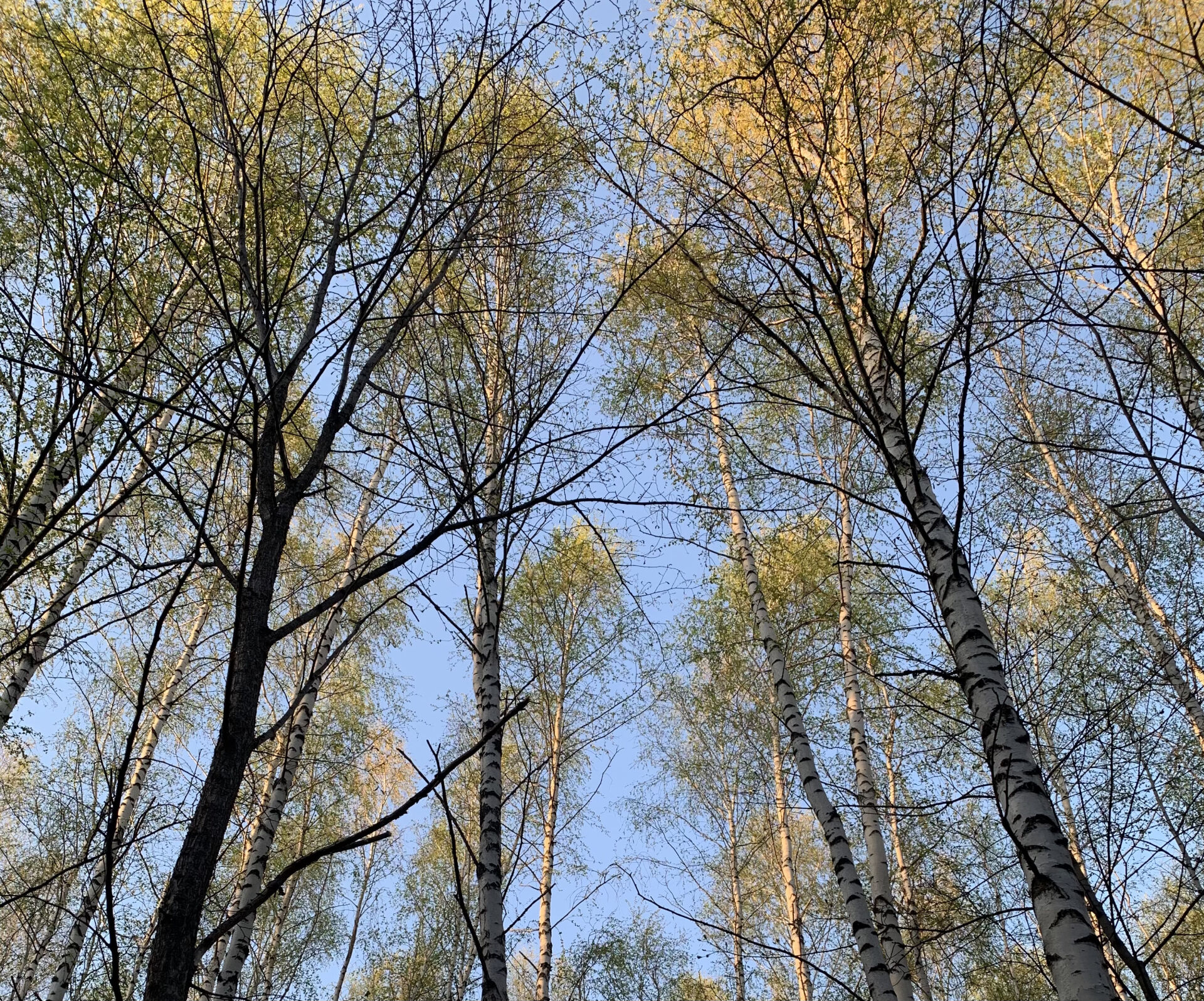 В&nbsp;Татарстане из-за угрозы лесных пожаров объявлено штормовое предупреждение