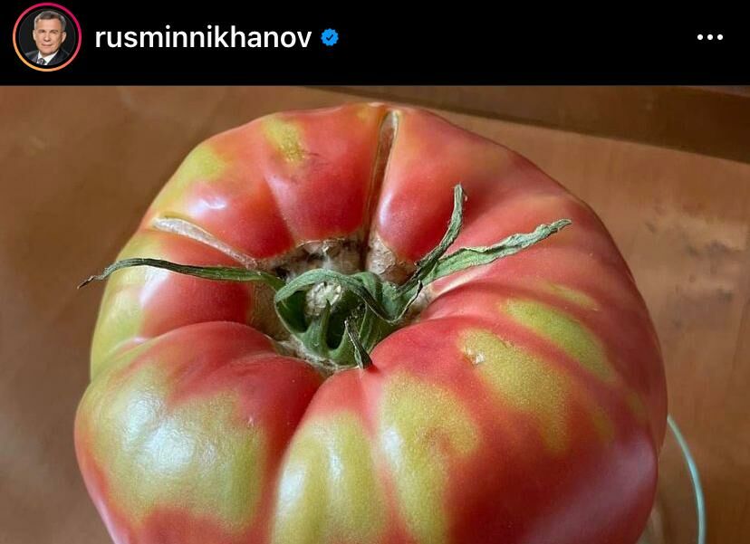 Рустам Минниханов показал фото огромного помидора со своего огорода