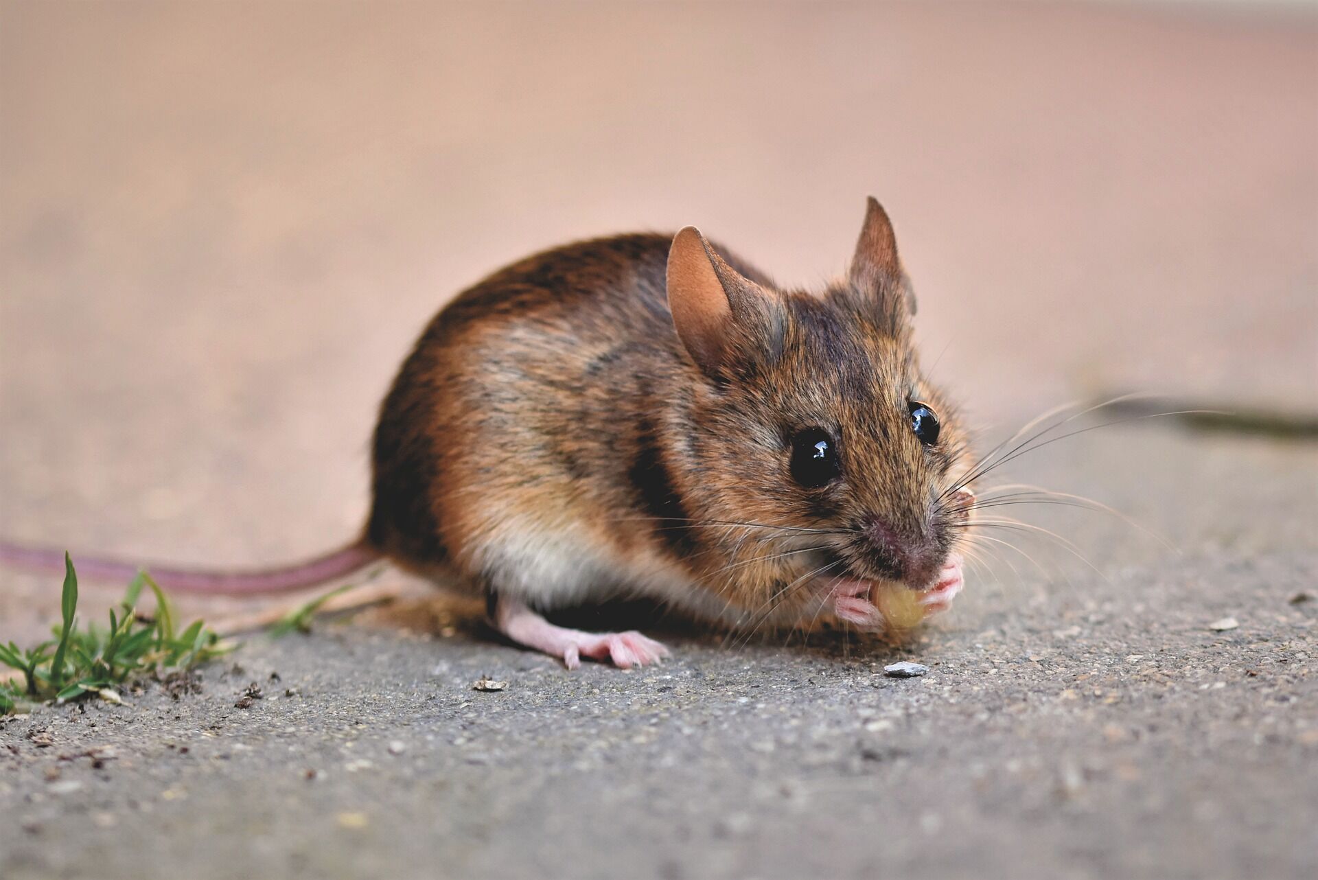 В Челнах мыши оккупировали жилой дом