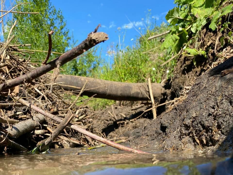 В Татарстане наказали садоводов за разрушенные плотины бобров