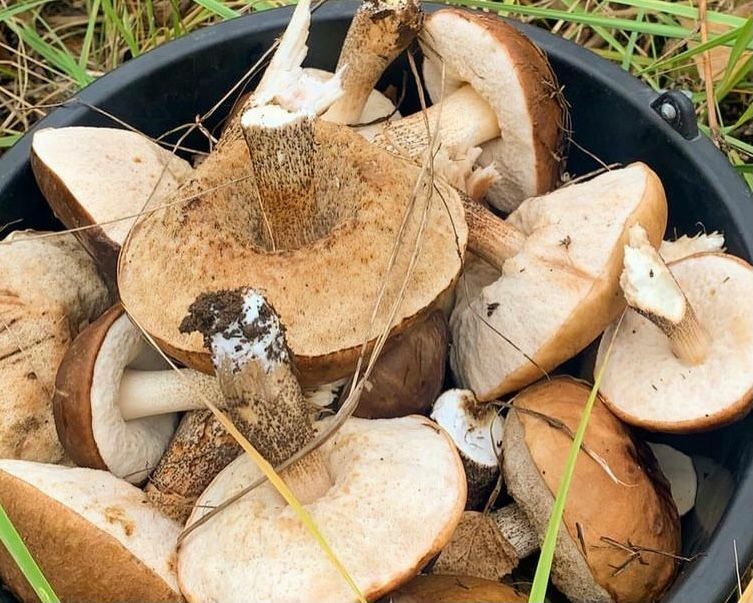 Челнинцы поделились урожаем грибов в соцсетях