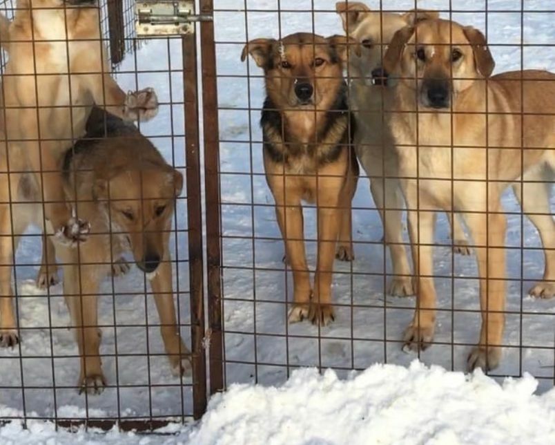 Собаки из приюта «Азира» под Челнами замурованы в снежном плену