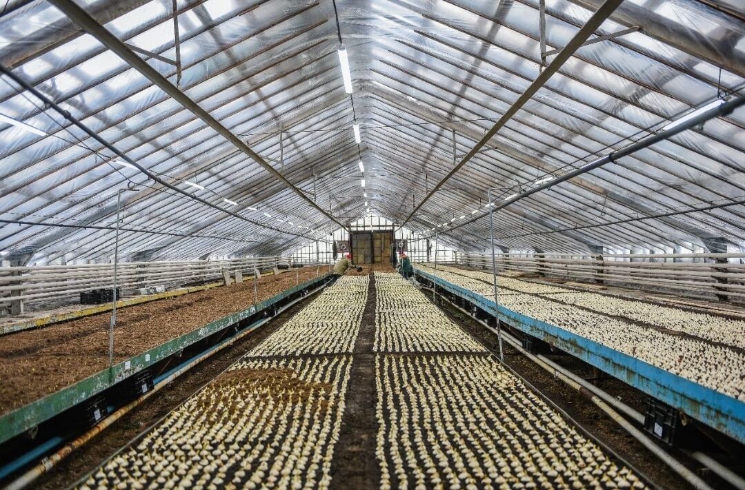 В Челнах горзеленхоз высадит 170 тысяч луковиц тюльпанов к 8-му марта