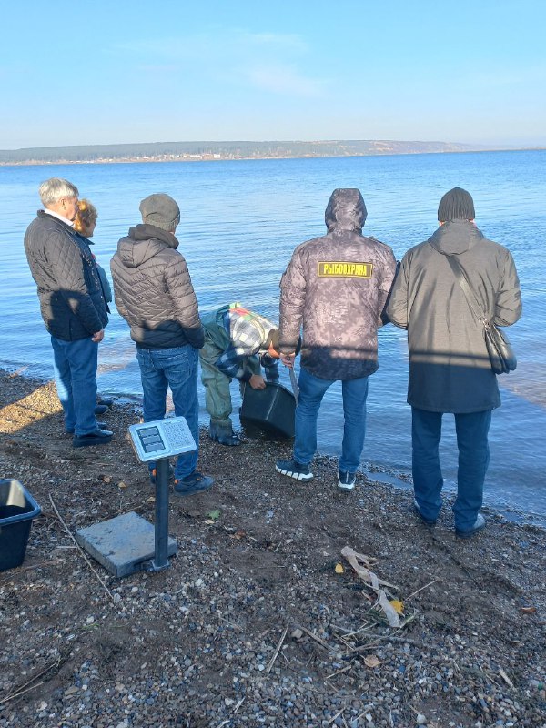 На&nbsp;Каме в&nbsp;Челнах запустили 1,2 т сазанов