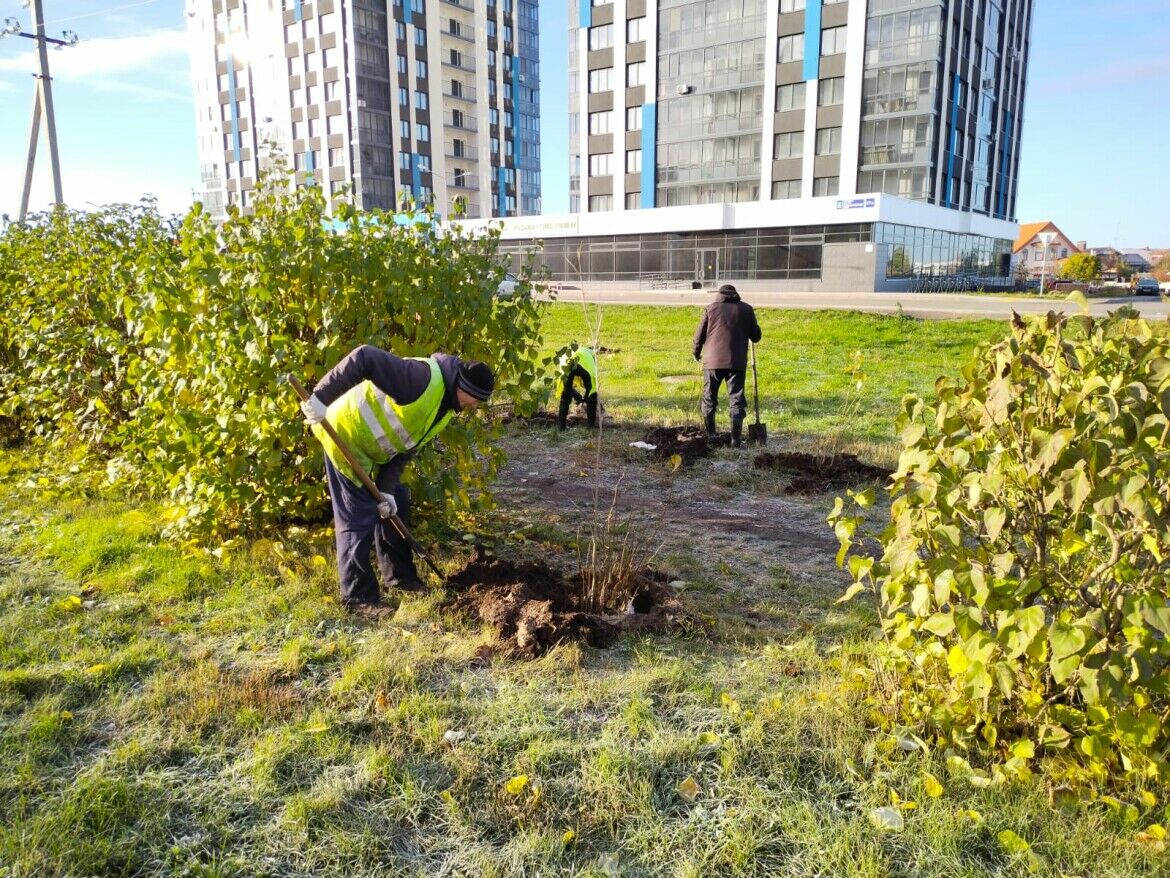 В рамках субботника в Челнах горожане высадили 13 тысяч деревьев