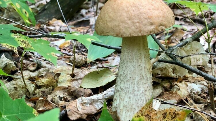 В&nbsp;Набережных Челнах стартовал осенний сезон сбора грибов