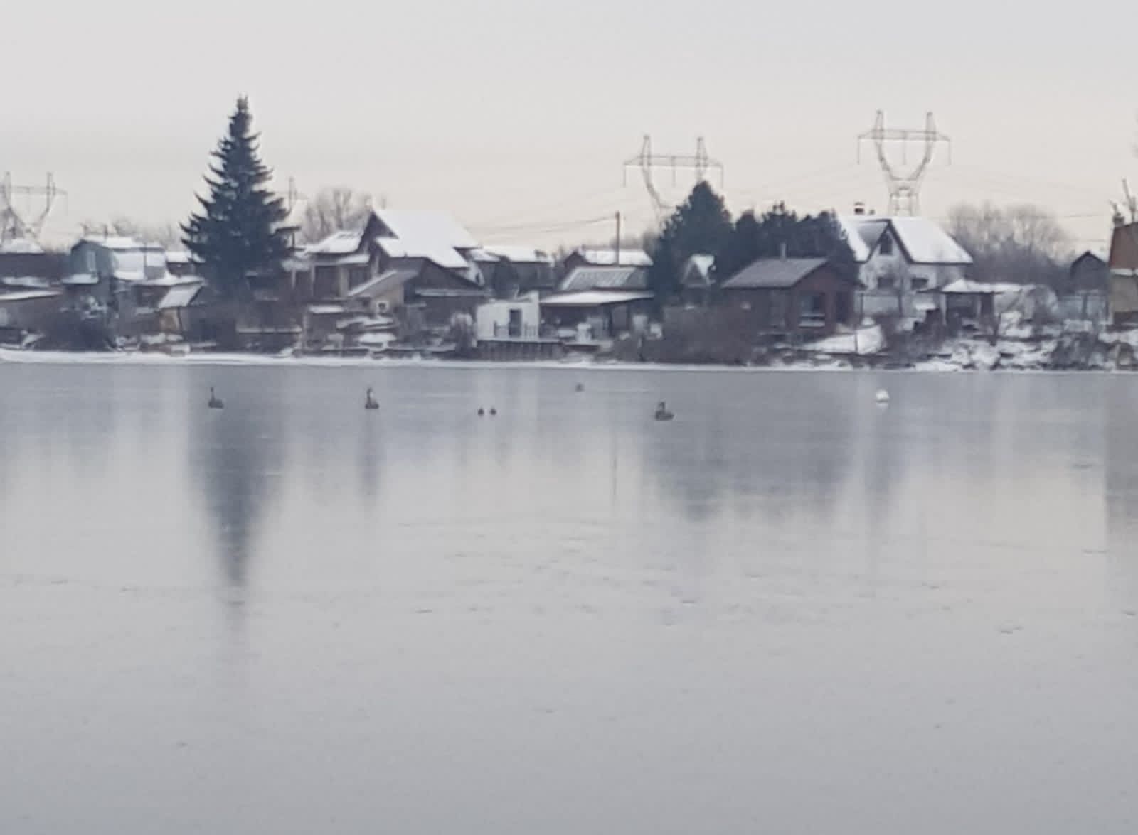 Жители Челнов сообщили о примерзших лебедях ко льду на Лебяжьем озере