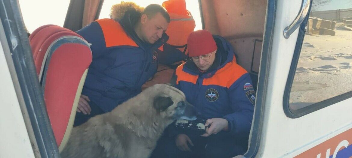 На Волге в Татарстане сотрудники МЧС спасли собаку, провалившуюся под лед