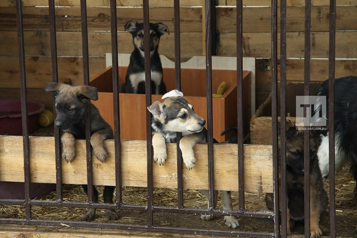 Власти Челнов рассказали о ситуации с отловом бродячих собак и дальнейшей жизни животных 
