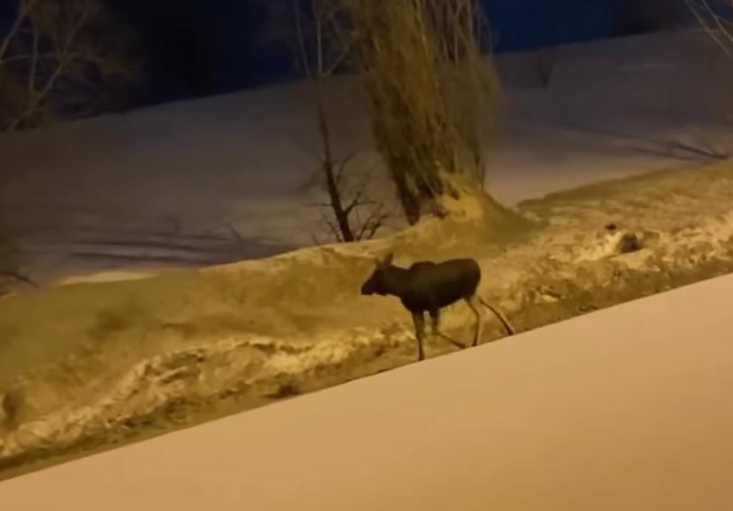 В&nbsp;Челнах горожане засняли на&nbsp;видео бегающего по&nbsp;дороге лося