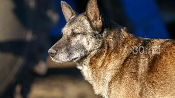 В Татарстане бродячие собаки напали на мужчину и загрызли его домашних животных