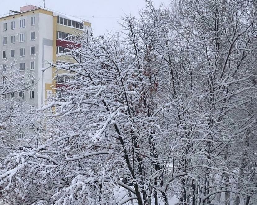 Жители Челнов делятся фотографиями заснеженных деревьев