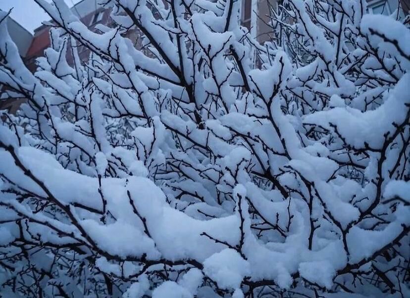 Жители Челнов делятся фотографиями заснеженных деревьев