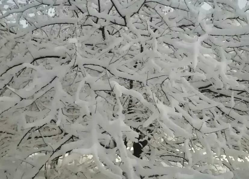 Жители Челнов делятся фотографиями заснеженных деревьев