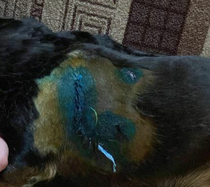 В Челнах бездомные псы напали на женщину и покусали ее домашнего питомца