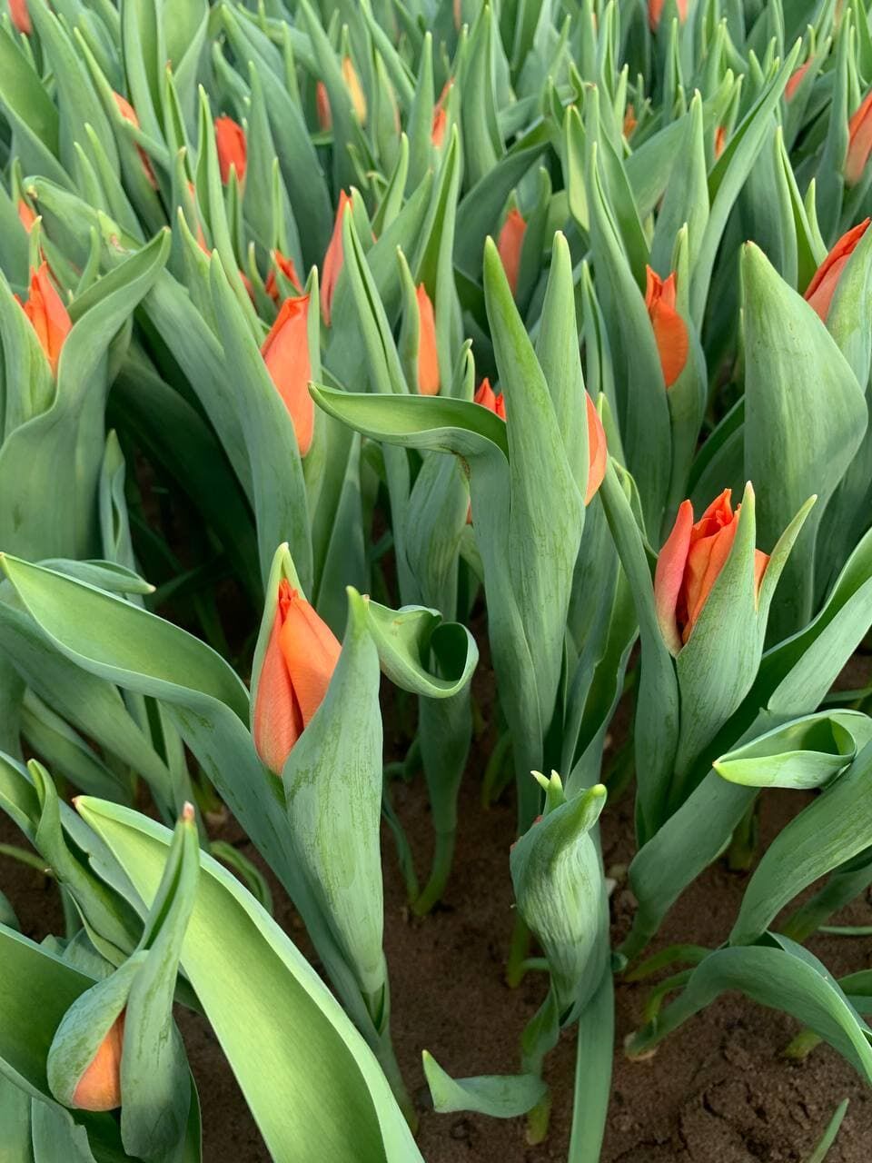 Порядка 170 тысяч тюльпанов вырастили в&nbsp;теплицах в&nbsp;Челнах