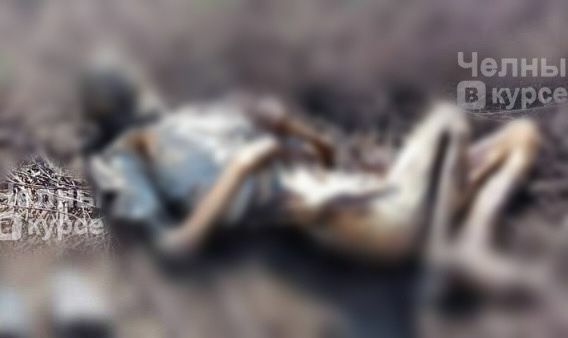 Соцсети: в&nbsp;Челнах рядом с&nbsp;тубдиспансером обнаружено мумифицированное тело