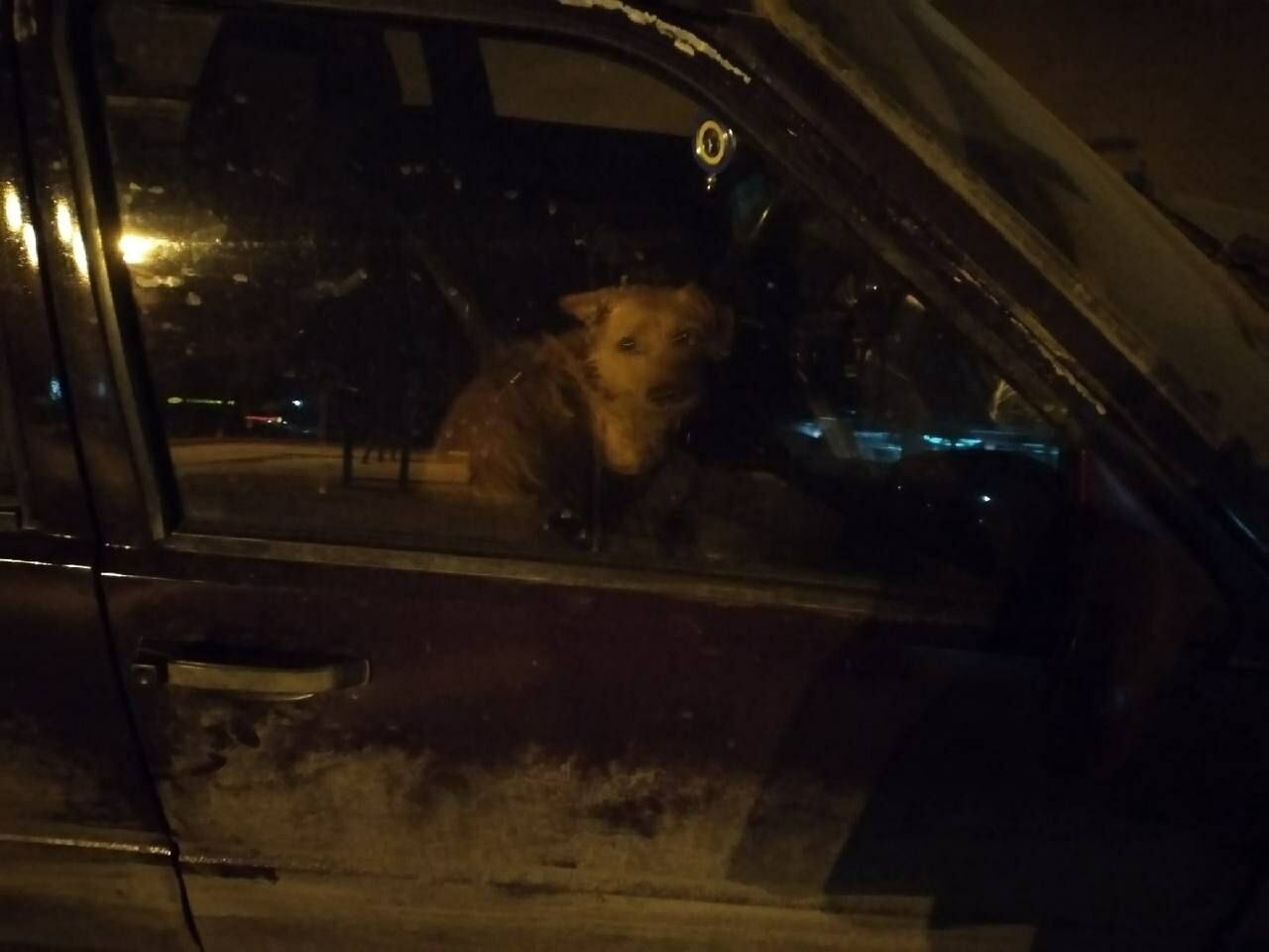 Полиция нашла челнинку, которая держала собаку в&nbsp;машине несколько дней