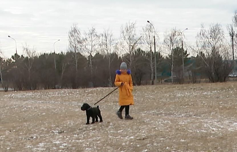 Снег оттаял, всплыли наружу собачие экскременты: челнинцы возмущены безответственностью владельцев собак