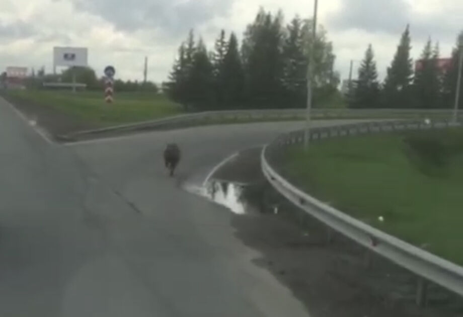 В&nbsp;Челнах жители сняли на&nbsp;видео бегущего по&nbsp;дороге дикого кабана