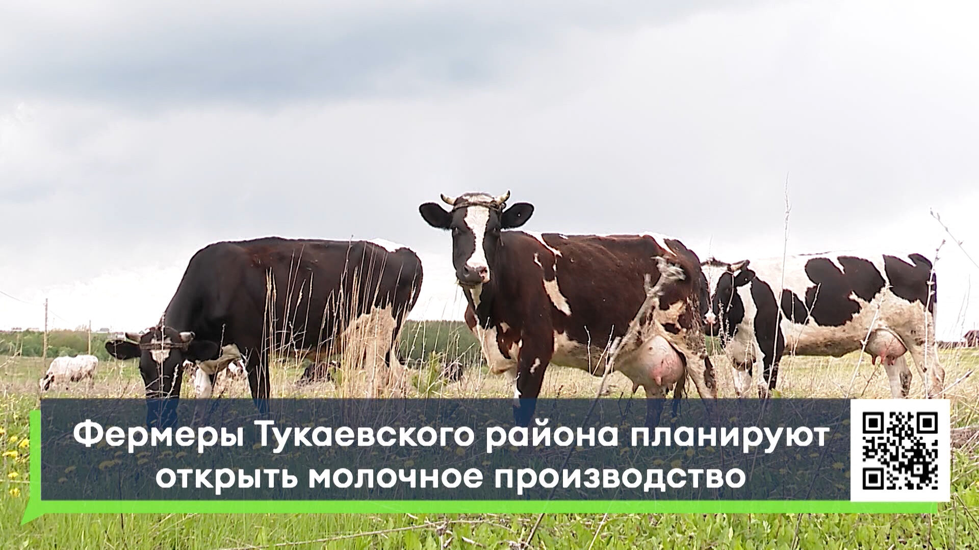 Фермеры Тукаевского района планируют открыть молочное производство