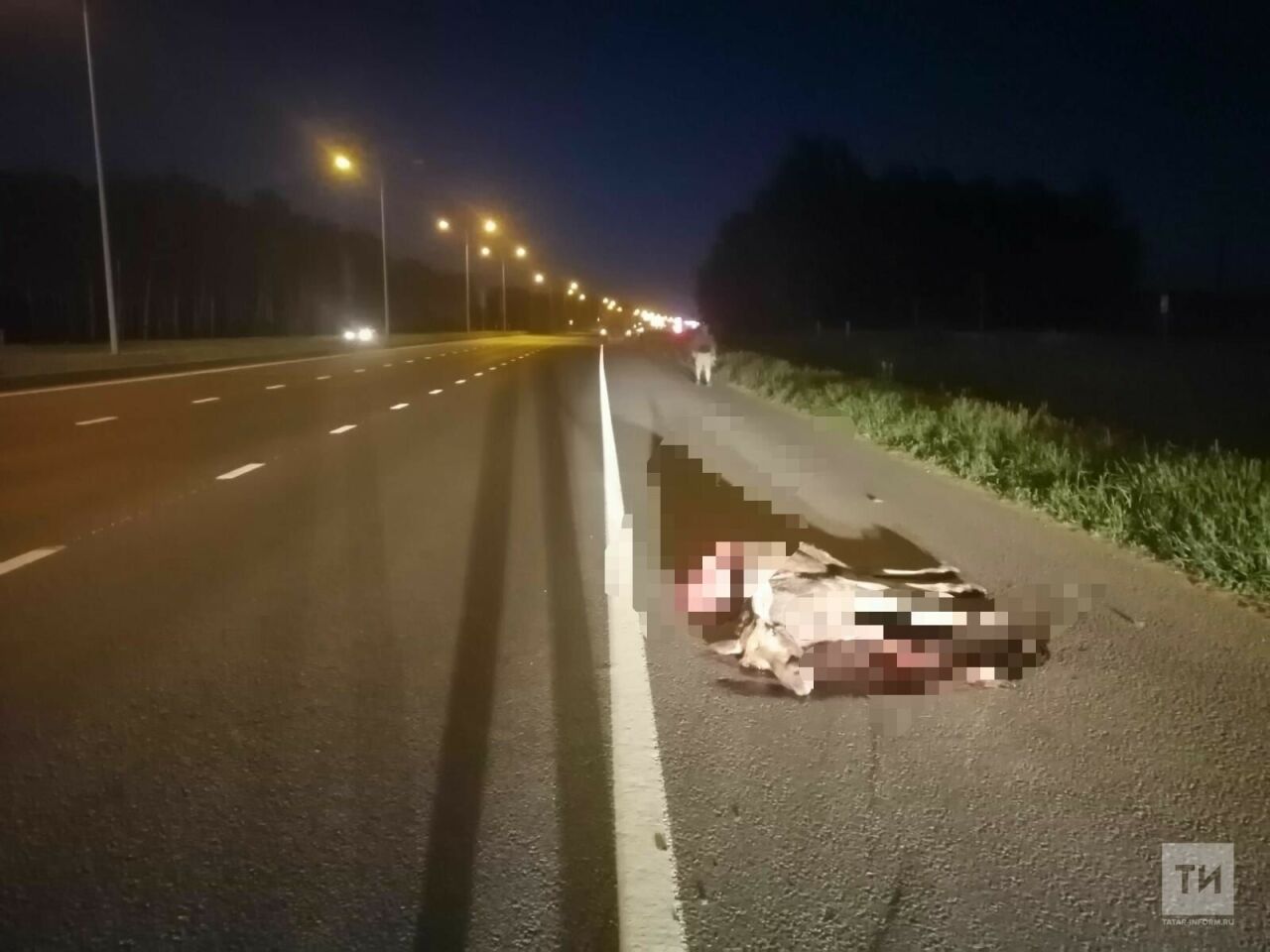 В Татарстане «КАМАЗ» сбил лосенка на дороге