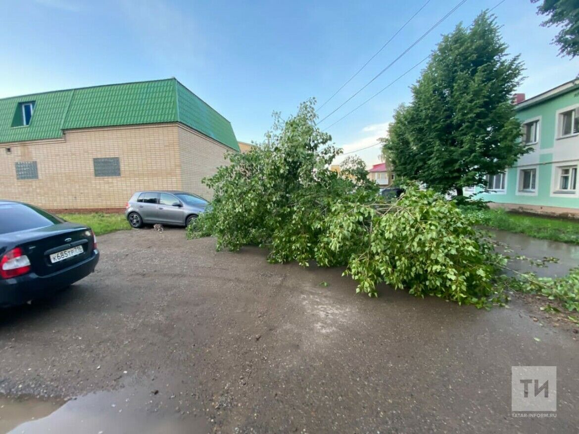 Сильный ветер в Татарстане повалил несколько деревьев