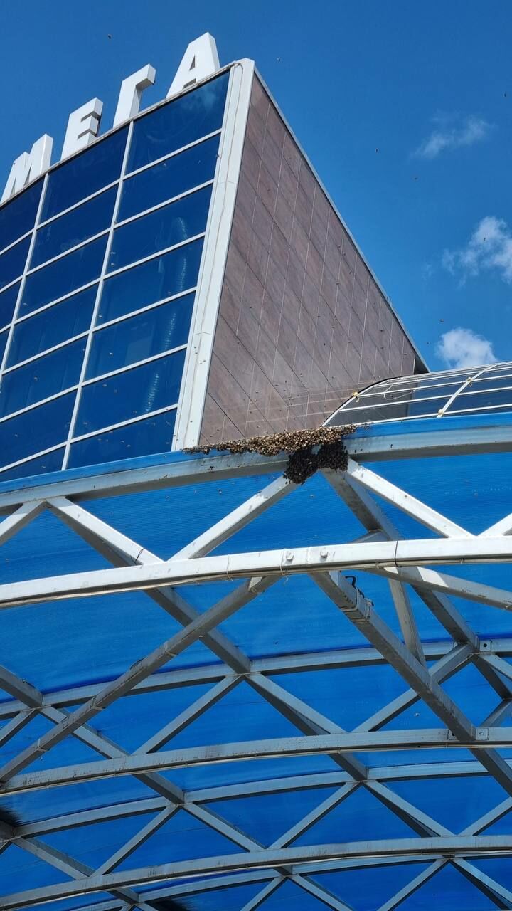 Житель Челнов снял пчелиный рой с козырька крыши ТЦ