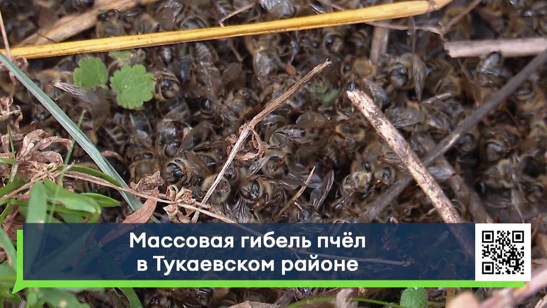 В&nbsp;Тукаевском районе зафиксирована массовая гибель пчёл