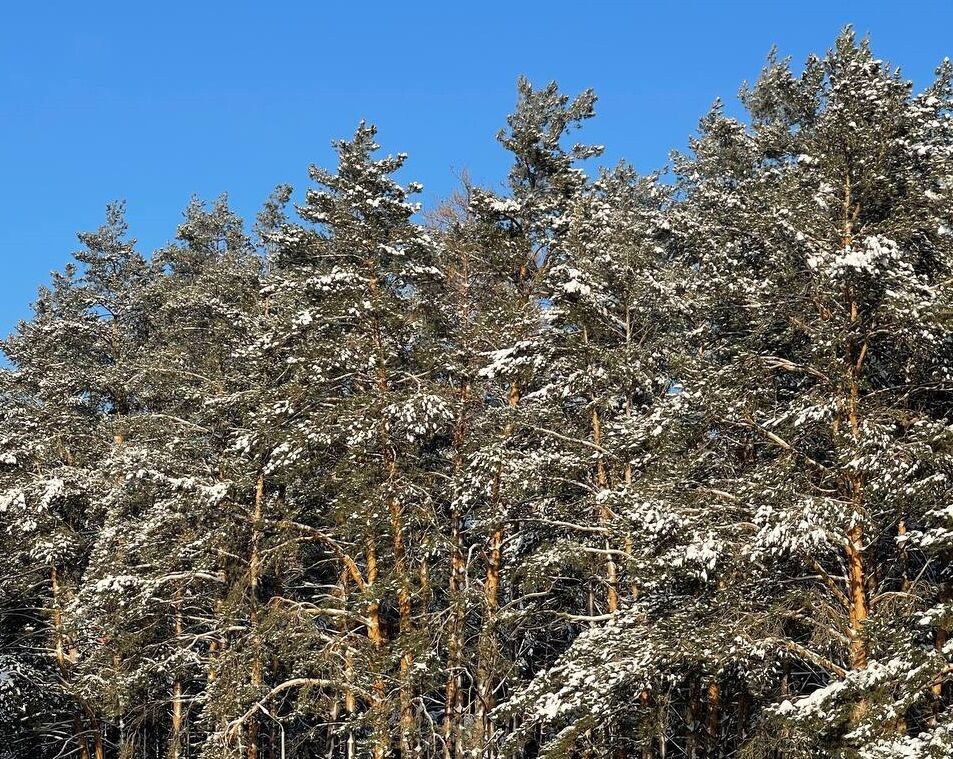 В Татарстане синоптики прогнозируют потепление до −2°