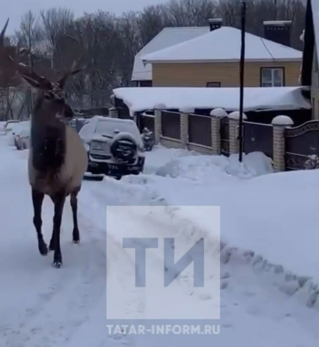 В&nbsp;Татарстане заметили гуляющего по&nbsp;поселку оленя