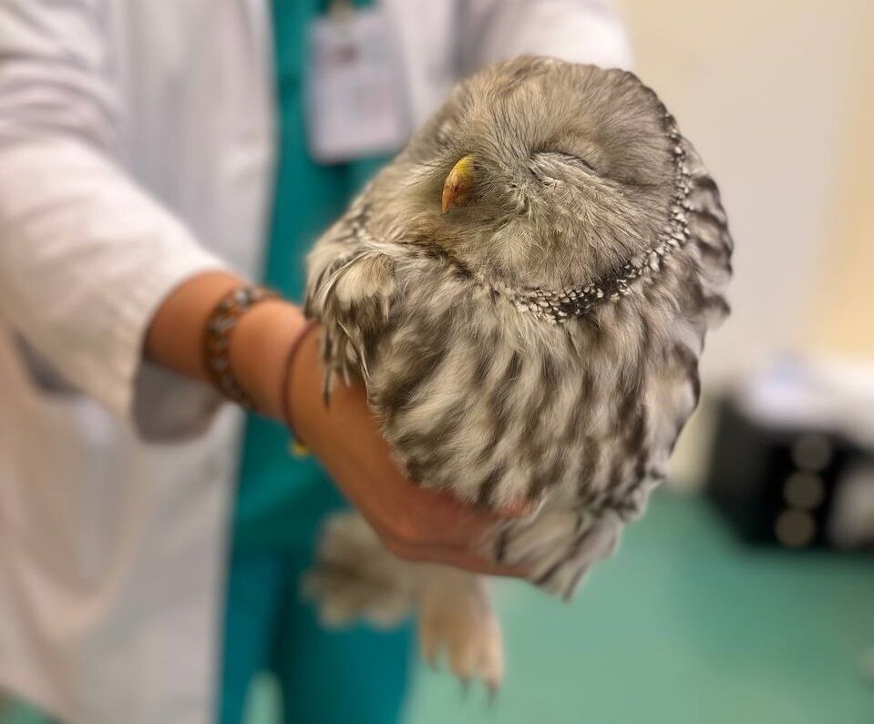 У&nbsp;спасенной врачами БСМП Челнов совы подозревают инфекционное заболевание