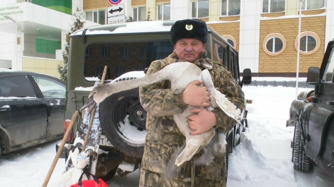 В&nbsp;Татарстане спасли лебедя со&nbsp;сломанным крылом