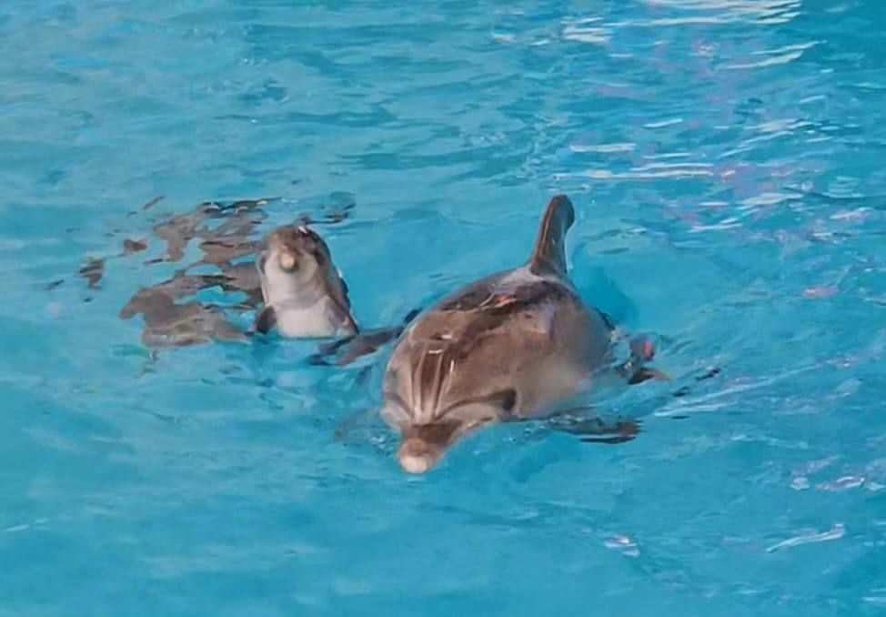 В Набережных Челнах на свет появился дельфиненок