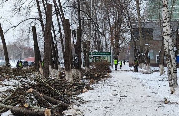 В Челнах сотрудники МУП «ПАД» вырубают деревья