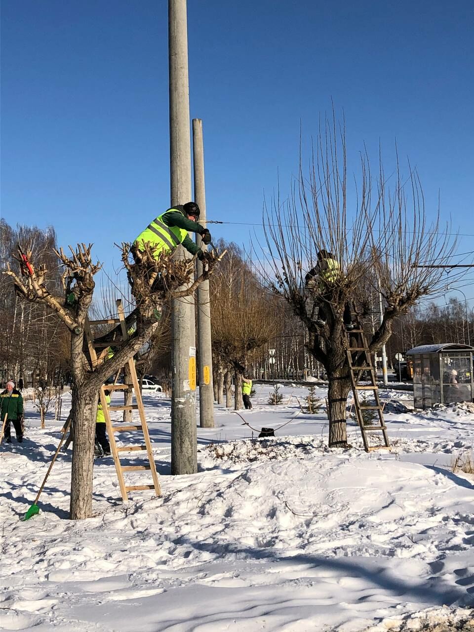 В&nbsp;Челнах сотрудники «Горзеленхоза» проводят кронирование деревьев