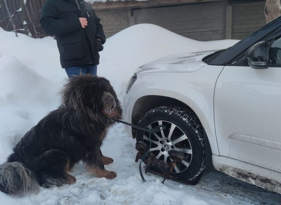 Должница из&nbsp;Казани спасала автомобиль от&nbsp;ареста, привязав к&nbsp;нему тибетских мастифов