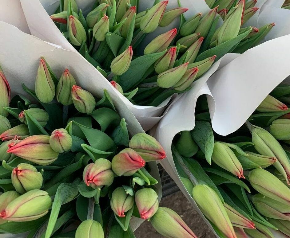 В Горзеленхозе Набережных Челнов к 8 Марта вырастили 120 тысяч тюльпанов